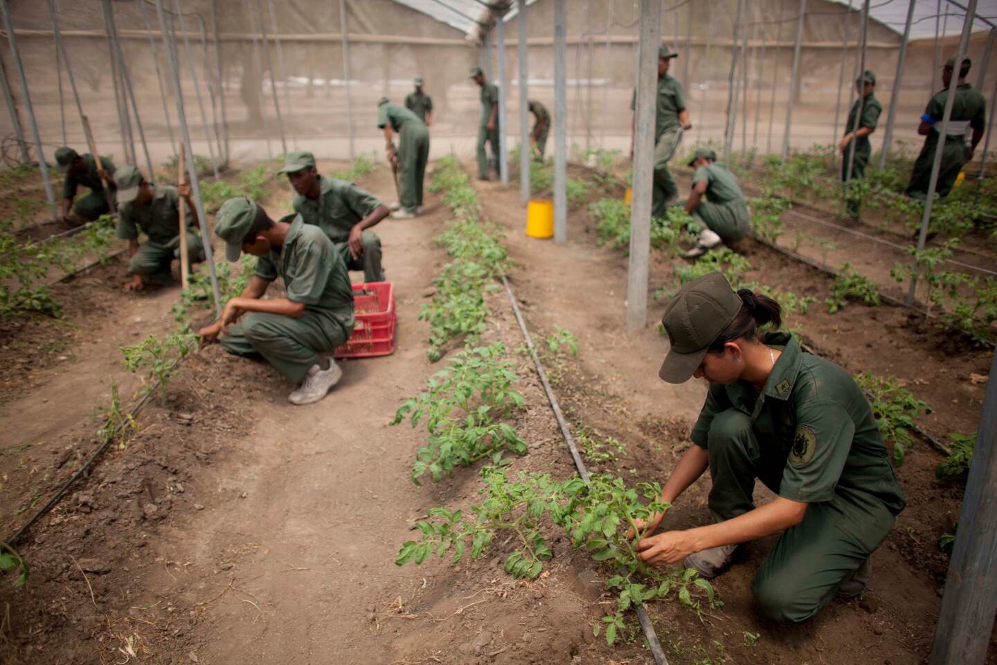 Militares de Venezuela revisaron este martes una cosecha de plantas de tomate en una base militar cerca de Maracay. Maduro ordenó a los miembros del Ejército asumir nuevas tareas para impulsar la producción.