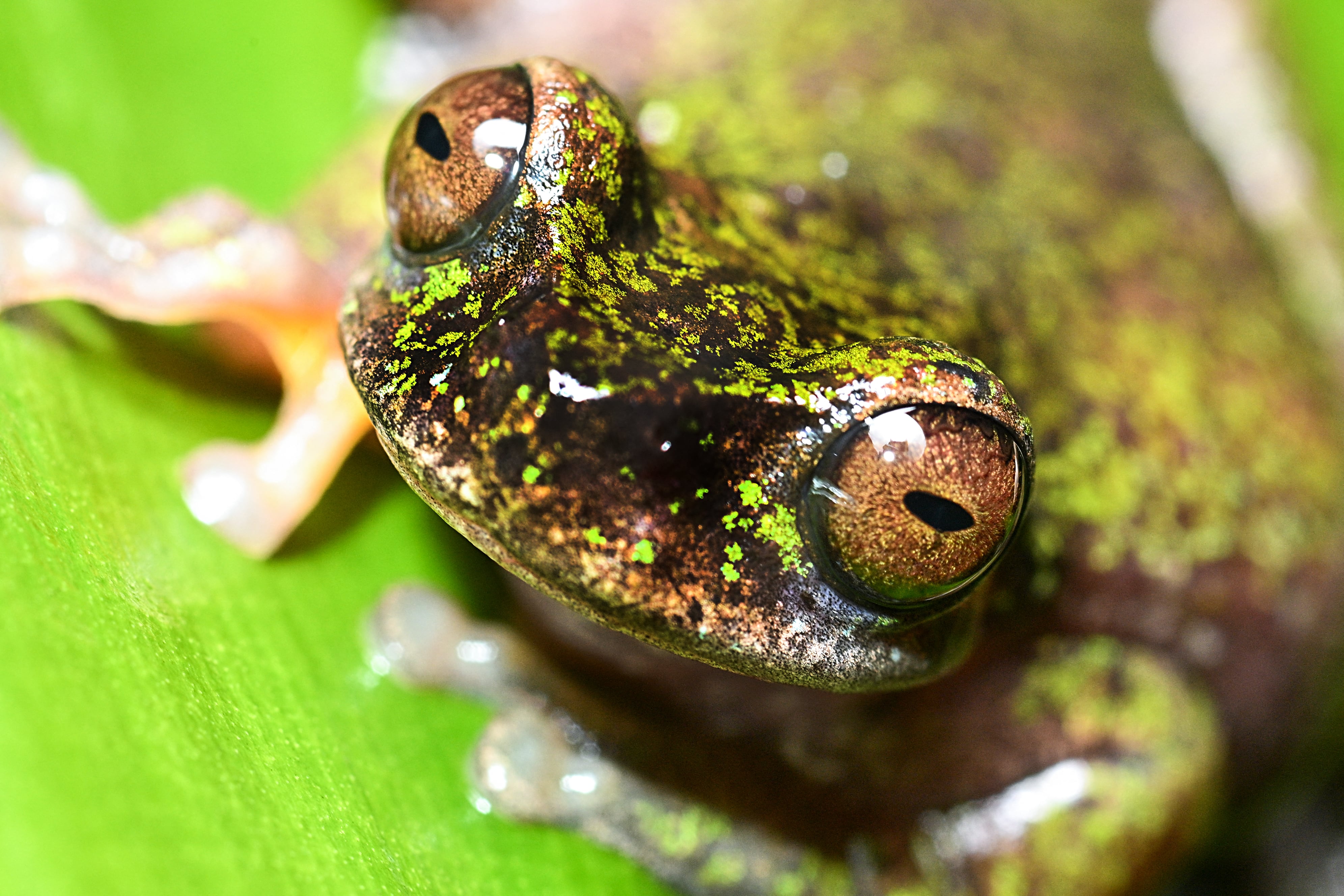Vista de una “Rana de las Nacientes” (Isthmohyla nacientes), una especie de rana recientemente descubierta, en San José, Costa Rica.