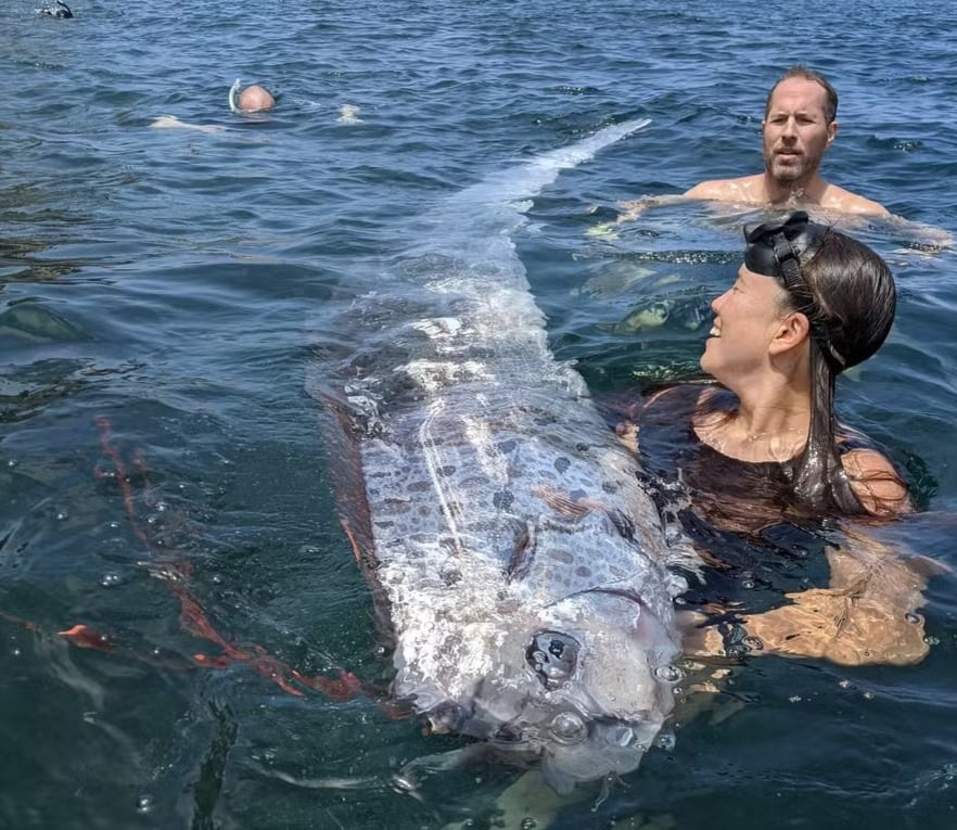 Los peces remo se ven a menudo antes de los desastres.