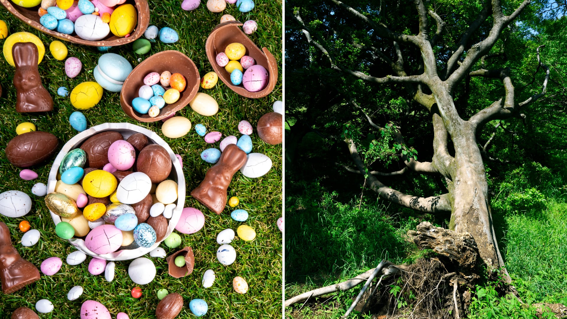 Caída de árbol durante evento de Pascua en Alemania dejó tres fallecidos y varios heridos. Autoridades analizan causas del accidente.