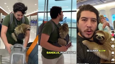 ¿Costarricense viajó en avión con un oso perezoso? Esta es la verdad del video que encendió alarmas en TikTok