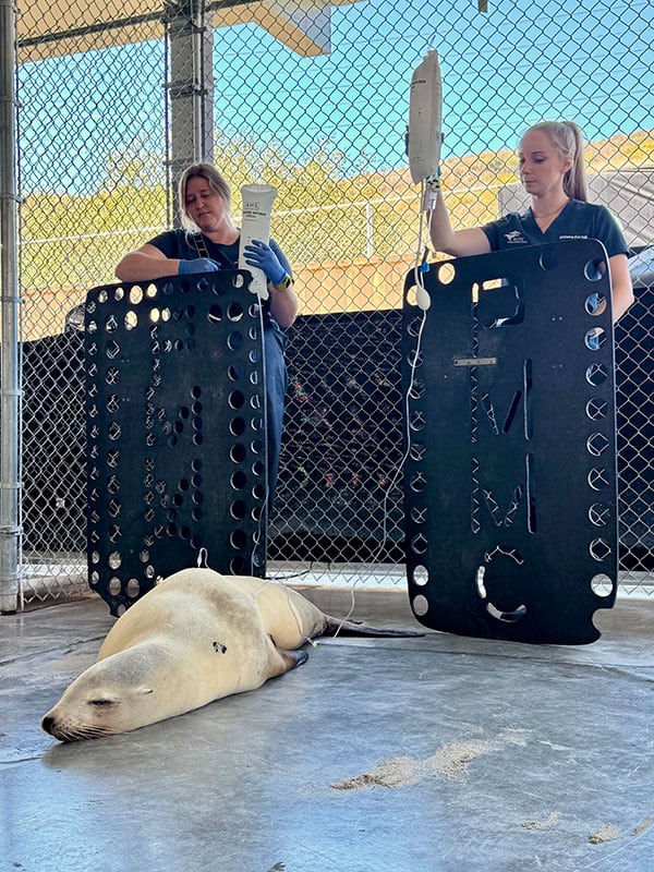 León marino en el suelo, recibiendo sueros. Dos veterinarias de pie, sosteniendo las vías.
