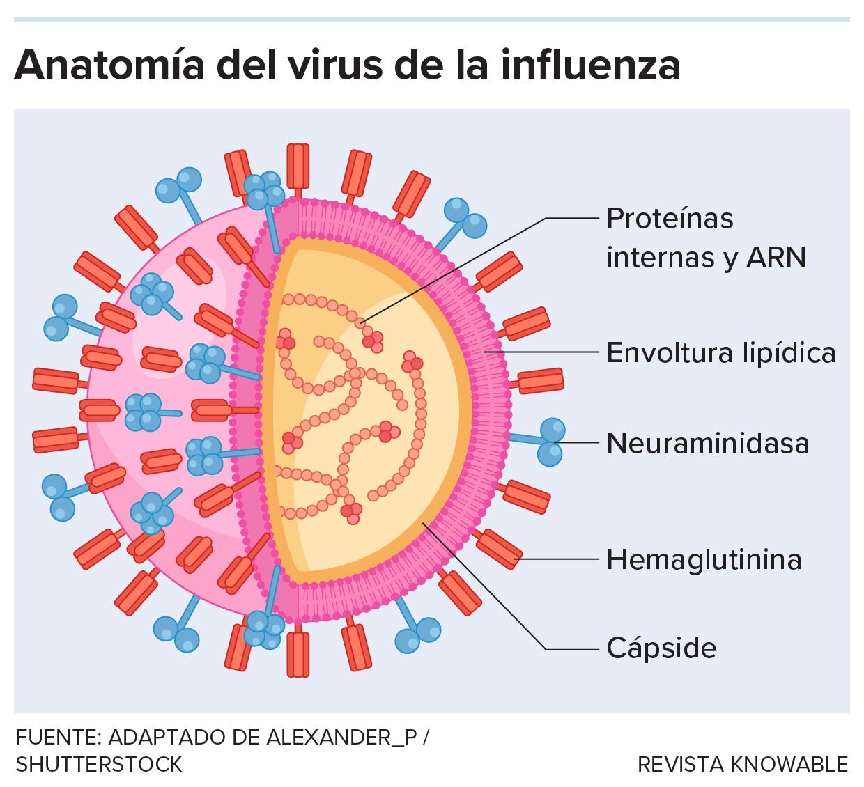 Infografía del virus y sus componentes.