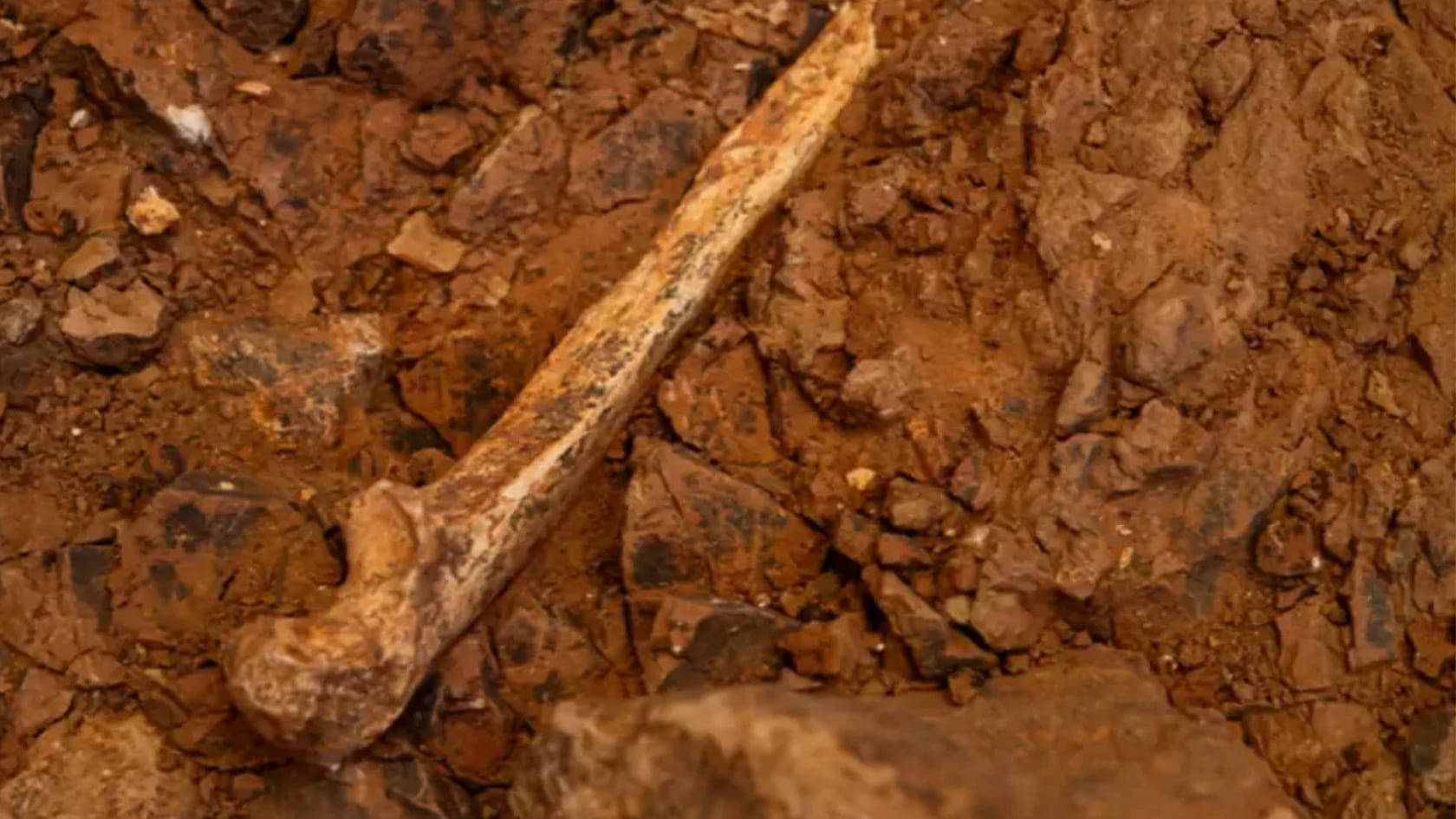 Restos de adultos y niños con marcas de corte hallados en Gran Dolina ofrecen nuevas pistas sobre la supervivencia del Homo antecessor hace 850.000 años.