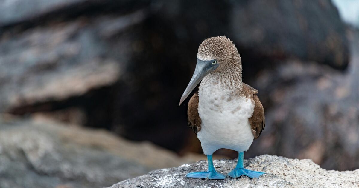 Un piquero pata azul fue el ave reportada con influenza aviar el pasado 25 de junio.
