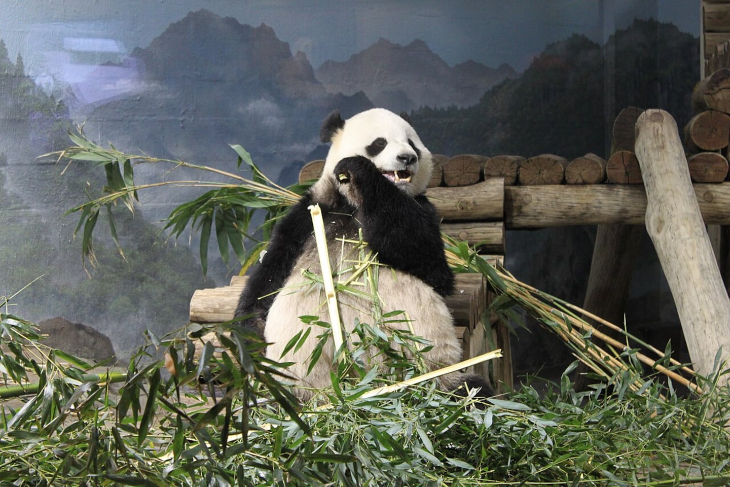 ¿Por qué China envía pandas a otros países? Así funciona la ‘diplomacia de los pandas’