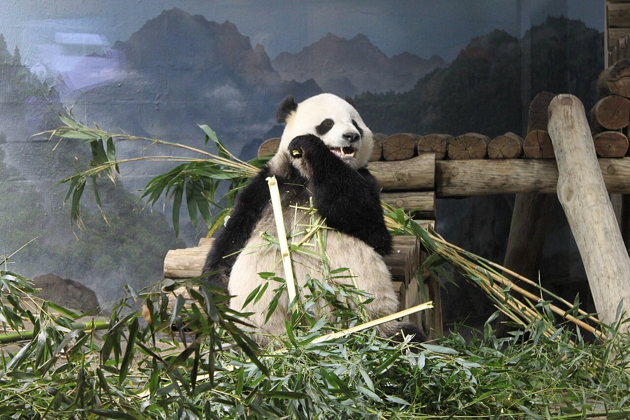 Bao Li, un panda gigante del Zoológico Nacional de Washington D. C.