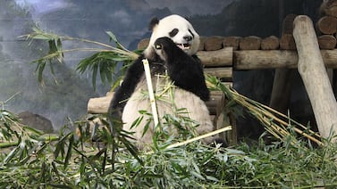 ¿Por qué China envía pandas a otros países? Así funciona la ‘diplomacia de los pandas’