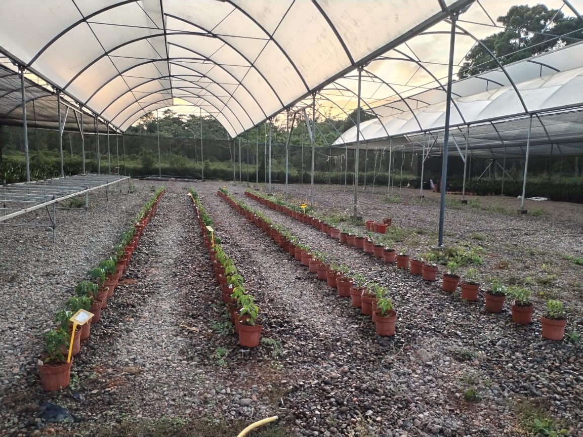 Siembra de plantas y hortalizas en Turrialba. Esto es parte de los convenios entre el TEC y la municipalidad.