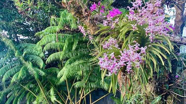 El día que entendí que cuidar orquídeas es aprender a detenerse