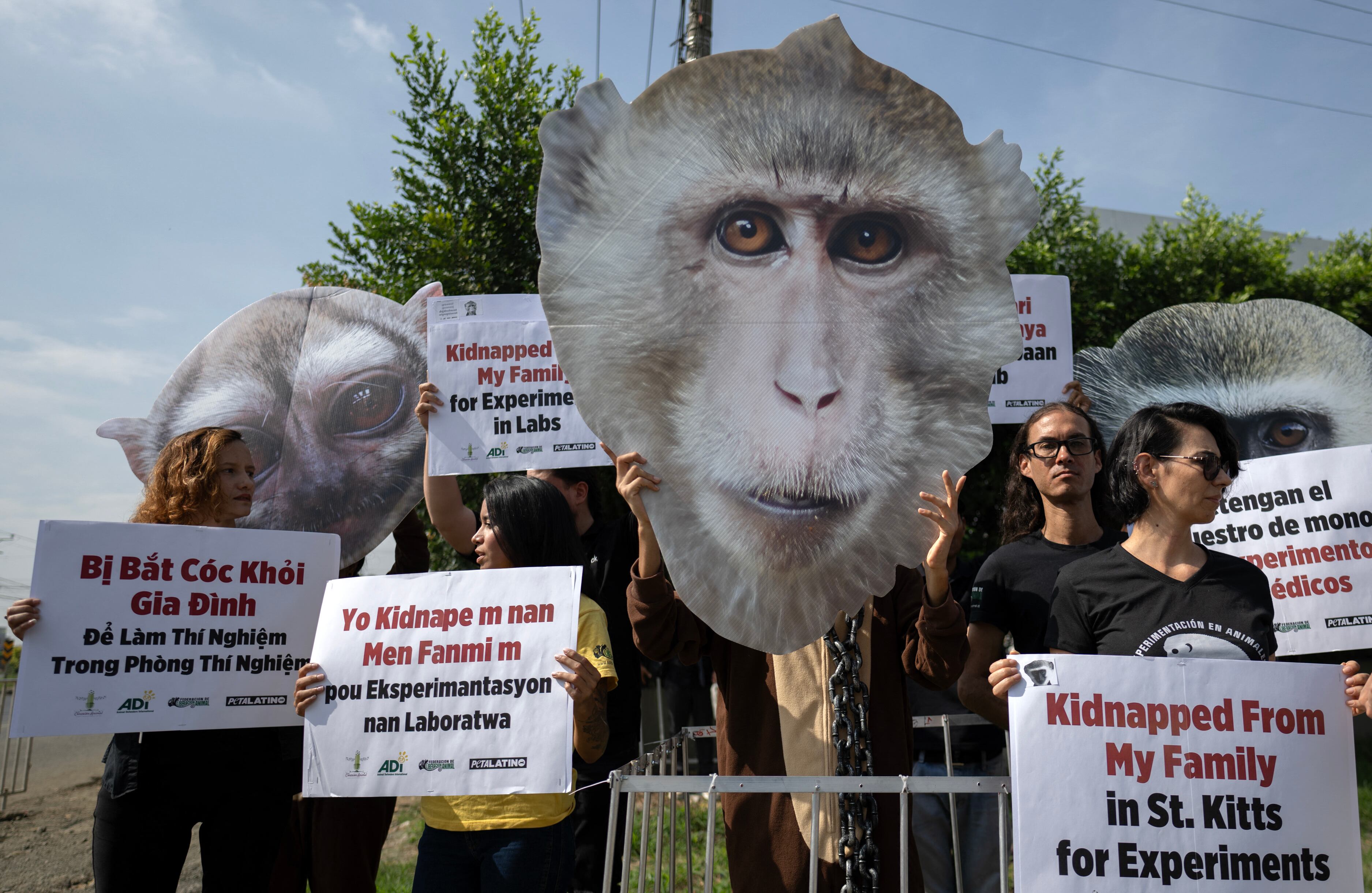 Activistas de PETA protestan contra el uso de monos para experimentos de laboratorio durante la cumbre COP16 en Cali, departamento del Valle del Cauca, Colombia.