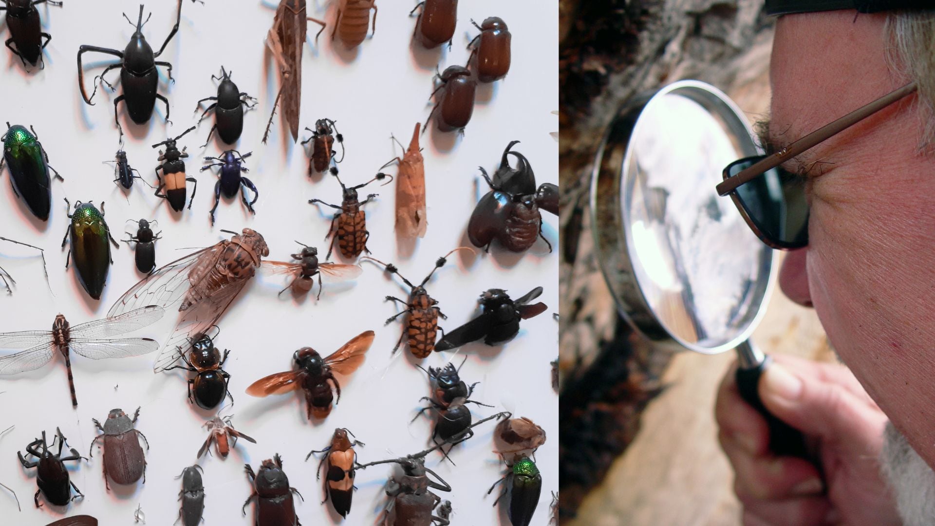 Un entomólogo es un científico que estudia insectos y otros artrópodos.