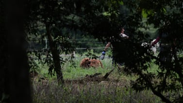 De Nadia Peraza a Ligia Faerron: los casos que resolvió Ámbar, la perrita rastreadora del OIJ