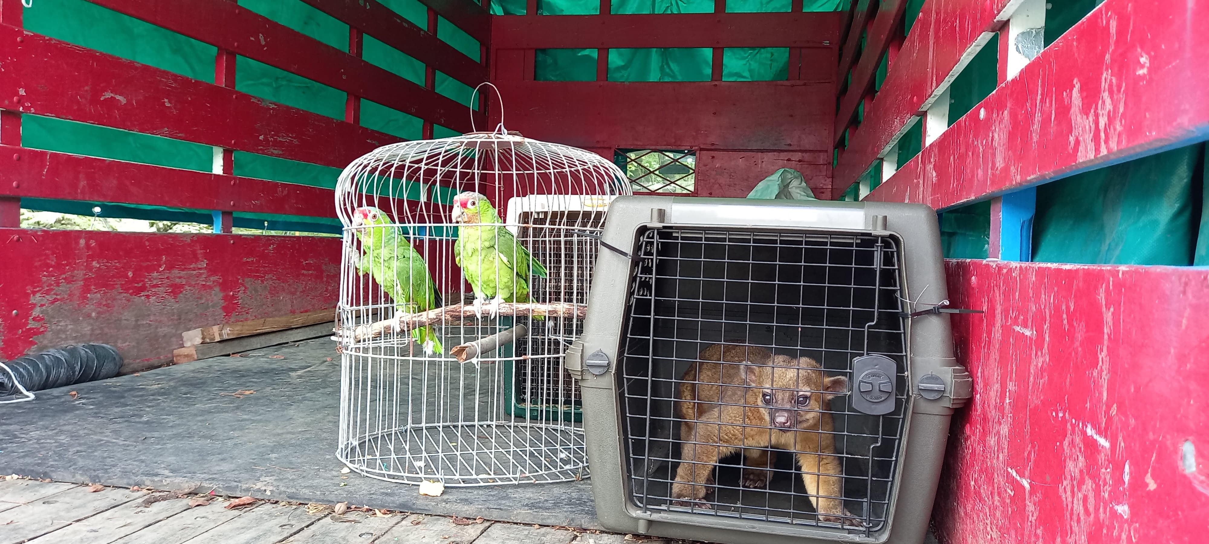 Estos son algunos de los animales que fueron retirados del zoológico Simón Bolívar este sábado. Foto: Minae.