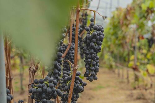 Viva la experiencia de una vendimia en Dota