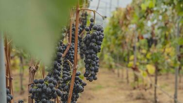 Viva la experiencia de una vendimia en Dota