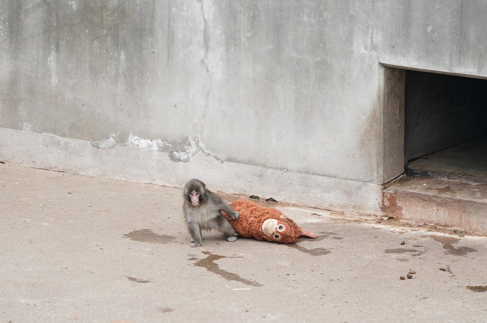 La cría que conmovió redes por aferrarse a un peluche ya forma parte de su grupo en un zoológico japonés.