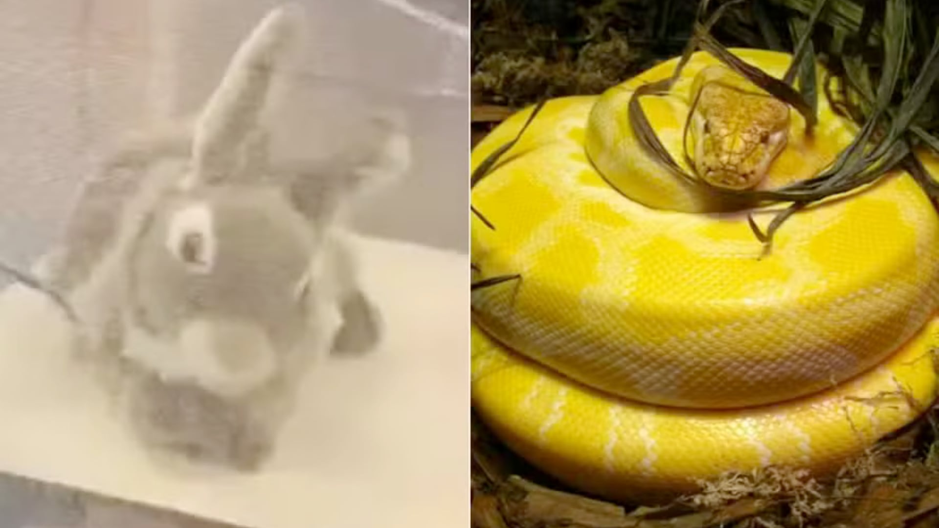 Florida introduce robots conejos con inteligencia artificial para ubicar y controlar pitones birmanesas en los Everglades.