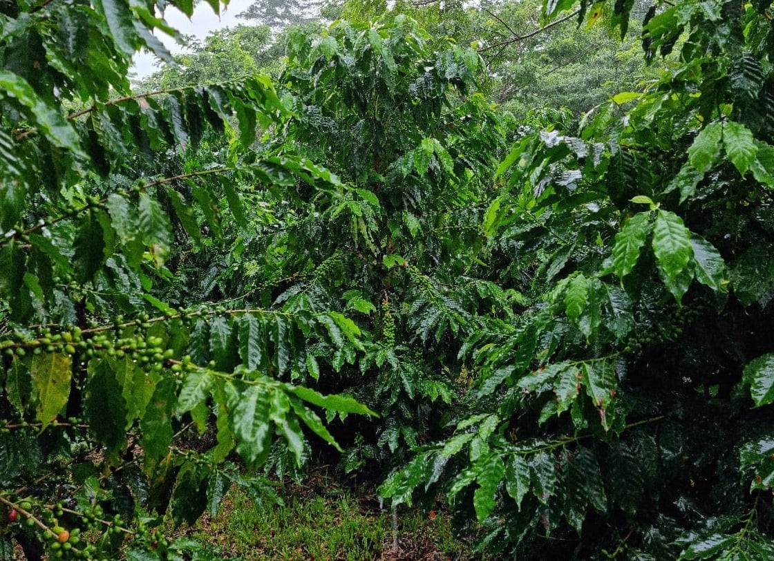 Variedad híbrida de café para bajas altitudes