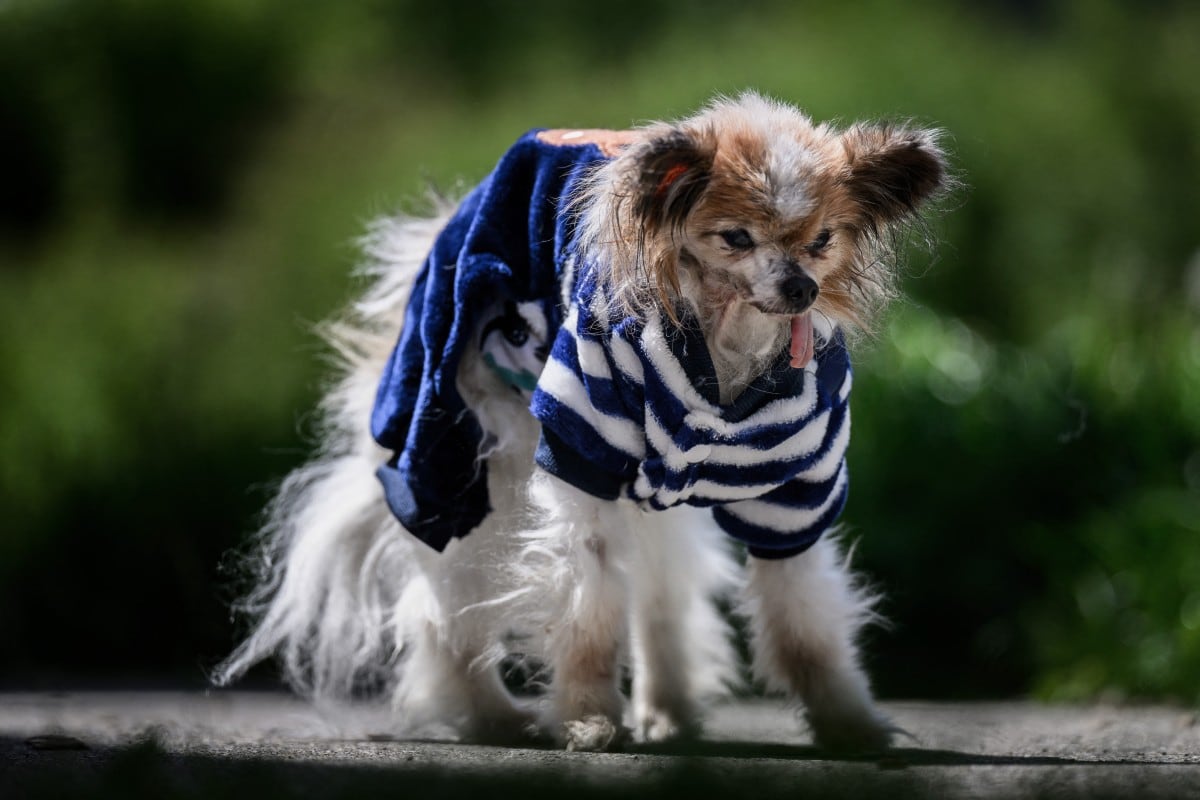 Lazare, un spaniel continental miniatura papillon que habría nacido en 1995 y es considerado el perro más viejo del mundo, posa en Villy-le-Pelloux, en el este de Francia, el 12 de mayo de 2026.