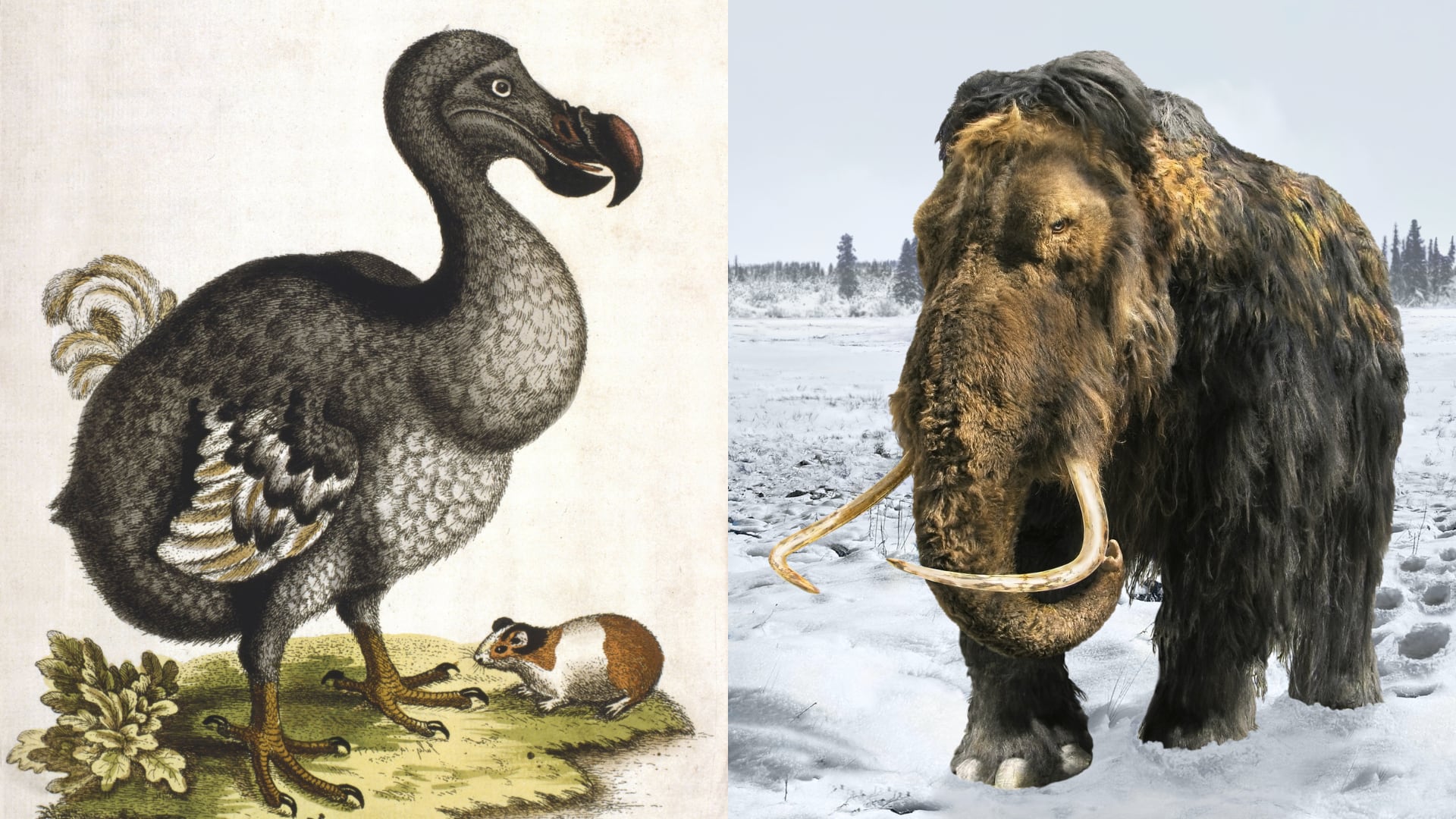 Científicos de Colossal Biosciences avanzan en la desextinción de mamutes y dodós, y buscan proteger especies amenazadas con tecnología de células madre.