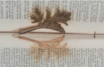 La hoja seca lleva en la biblia más de siglo y medio.