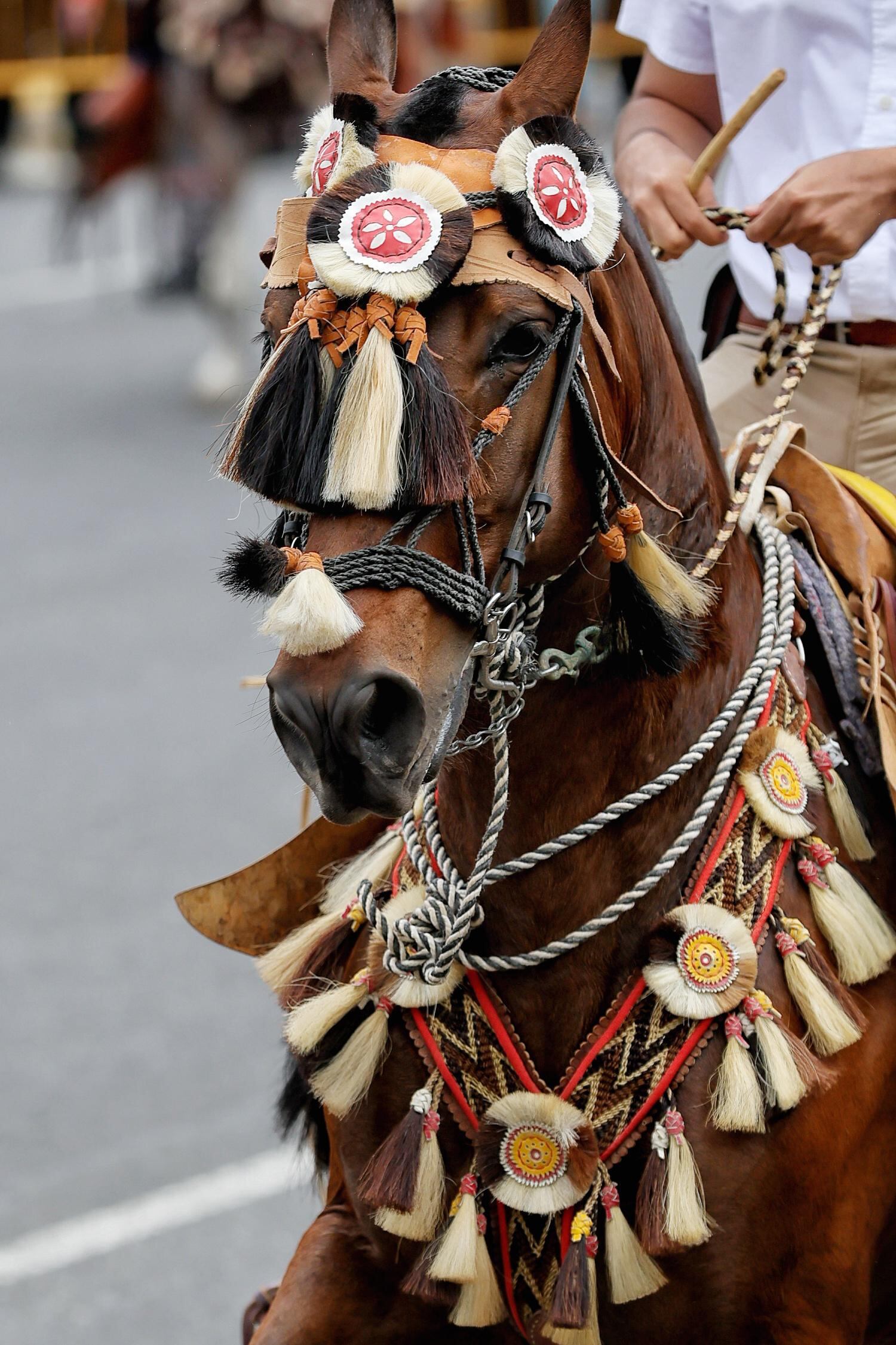 Imágenes del Tope Nacional que se realizó este 26 de diciembre del 2024 en las principales calles de Montes de Oca. En las imágenes se ve a caballos y caballistas, así como manifestantes en contra del maltrato animal y bailarinas típicas en la actividad.
