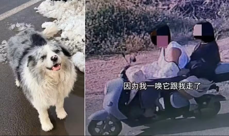 La desaparición de un famoso border collie terminó en tragedia. Su propietario ahora busca sanciones y una indemnización por la pérdida.