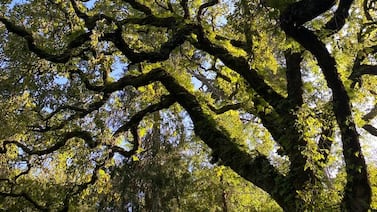 Un tercio de los árboles del planeta está en peligro