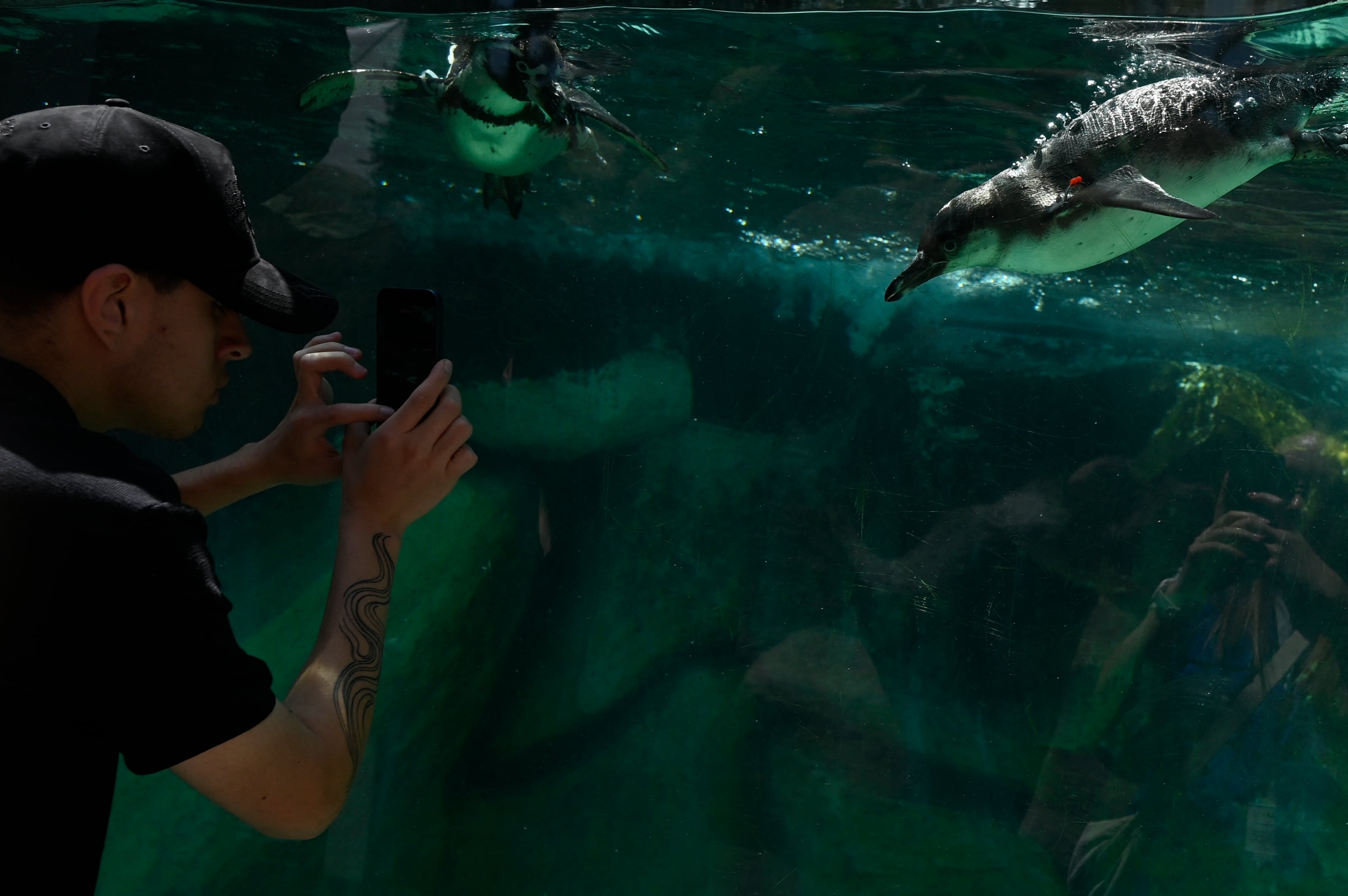 Pingüinos del Zoológico La Aurora, Guatemala