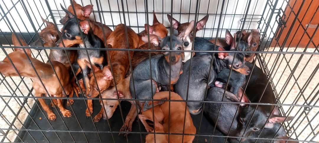En la imagen se observan al menos 20 chihuahuas hacinados en una jaula en un criadero de Alajuelita.