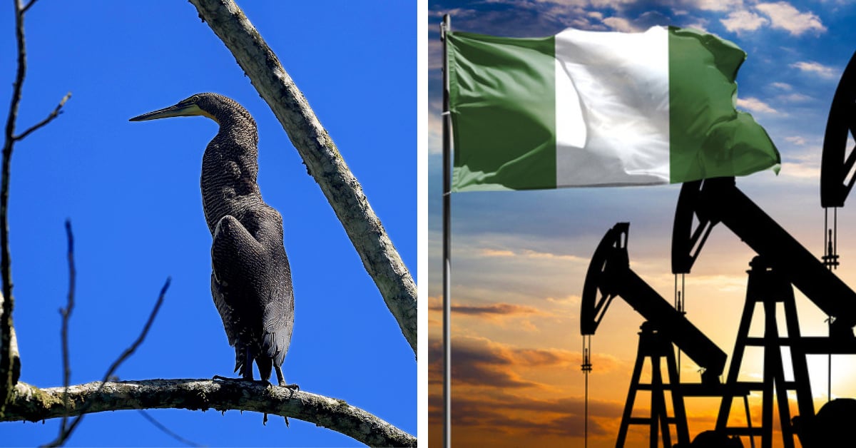Ave sobre una rama representando la biodiversidad de Costa Rica junto a una bandera de Nigeria sobre plataformas petroleras, simbolizando la dependencia del petróleo en ese país.