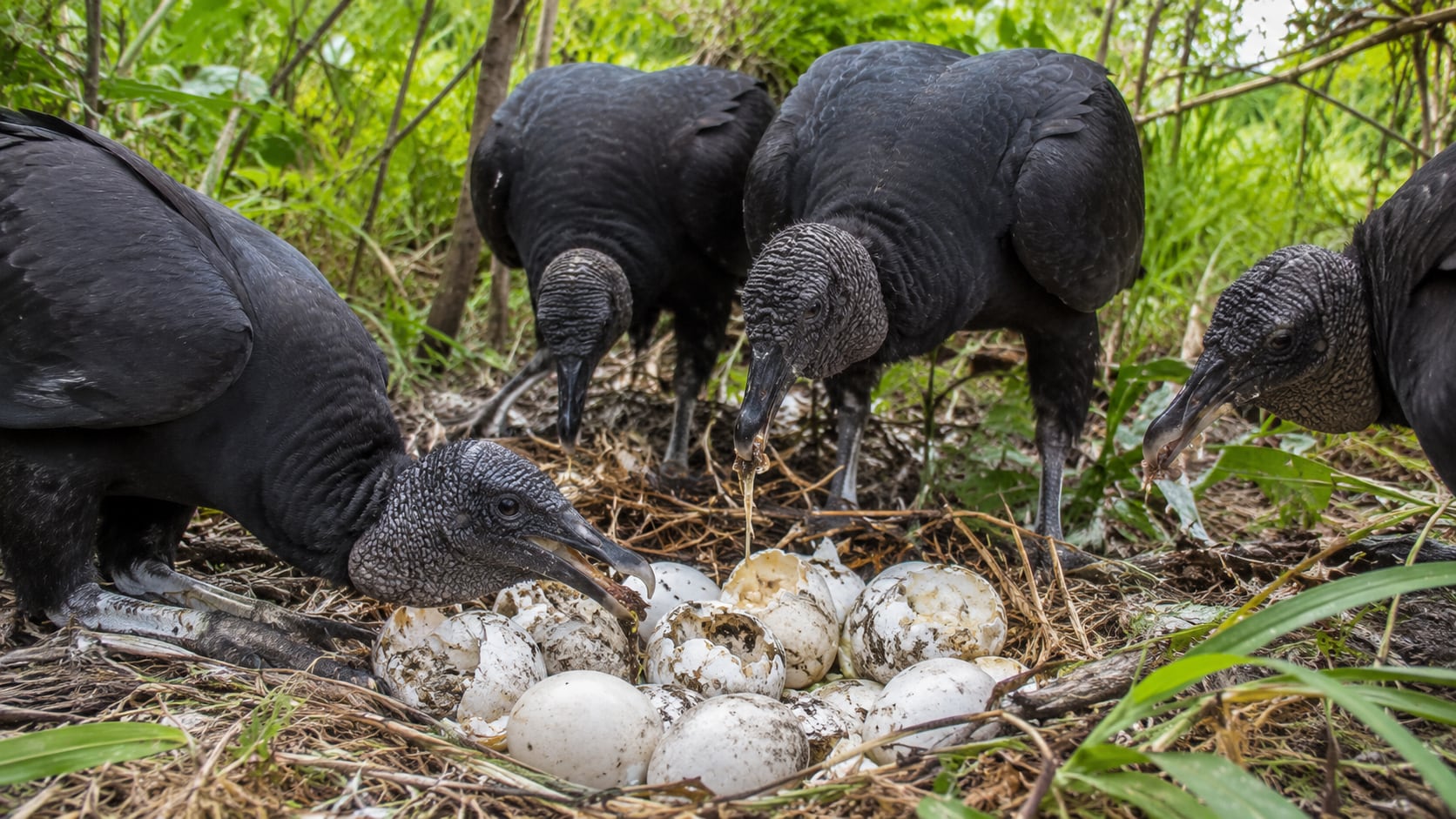 Científicos detectaron buitres consumiendo huevos de pitón birmana en los Everglades y analizan su potencial papel en el control de la especie.