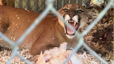 Puma atrapado en gallinero en Pérez Zeledón fue liberado sin intervención directa