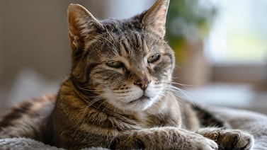 Cómo saber si un gato ya entró en la vejez: señales que muchos dueños pasan por alto