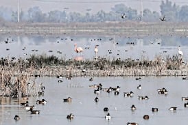 Inusual aparición de flamencos rosados genera sorpresa en famoso parque de México