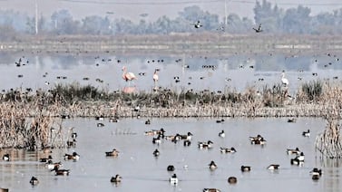 Inusual aparición de flamencos rosados genera sorpresa en famoso parque de México