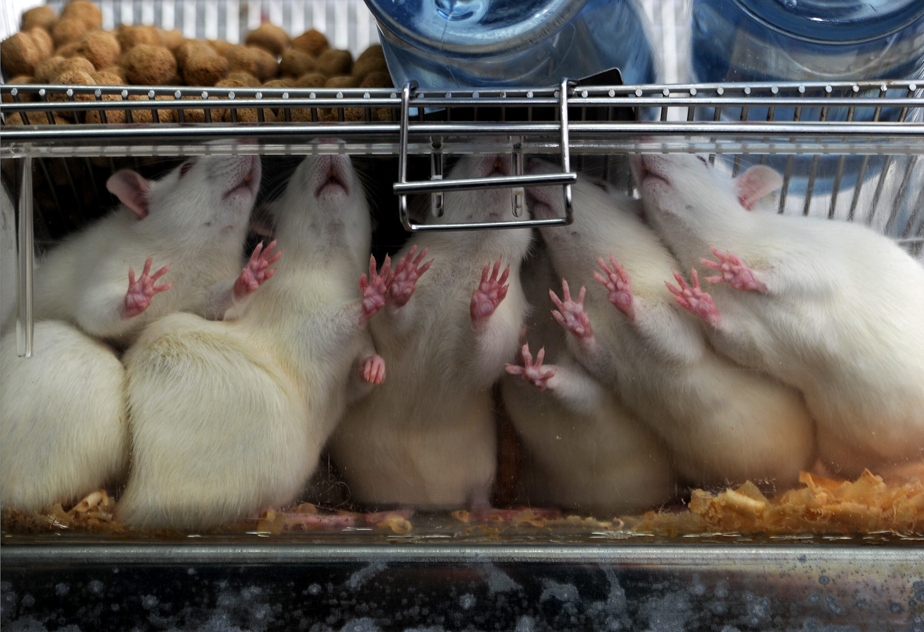 Ratas blancas en una jaula de laboratorio, representando investigaciones científicas en la Universidad de Costa Rica.