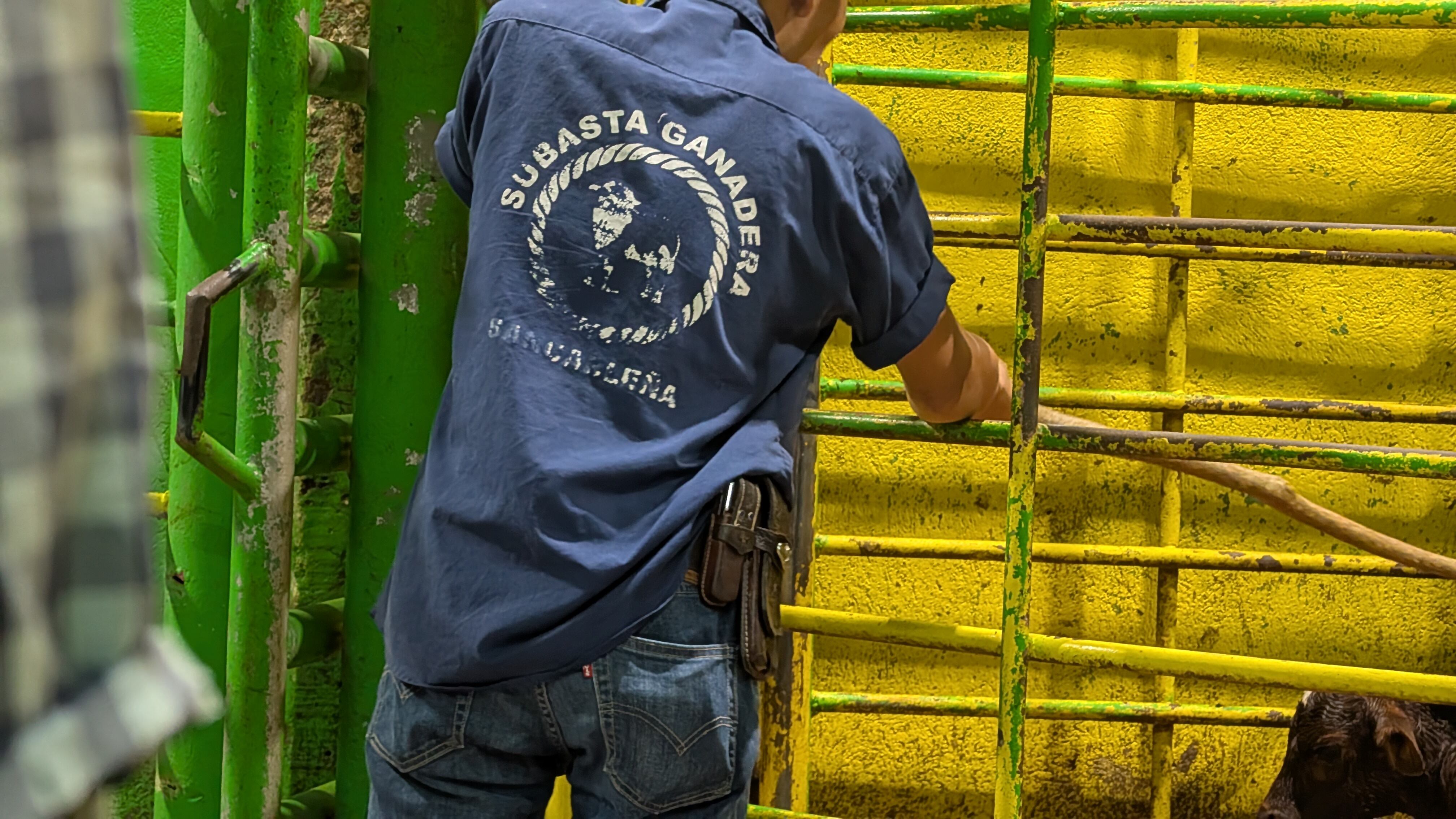 Un martes lluvioso, el fuerte olor a cuero y ganado se sobrepone al leve aroma a desayuno tradicional. Camiones abarrotados hacen fila para descargar cientos de reses que apuñadas, mugen, patean y resoplan. Fornidos sujetos se saludan efusivamente, casi todos con botas vaqueras, sombrero, jeans, cuchilla en el cinturón y camisas de cuadros. La cuenta regresiva está en marcha, con disciplina militar, a las 8 a. m. en punto todos se sientan en las butacas y se enciende un micrófono: “Bienvenidos a la subasta ganadera sancarleña. ¡Comenzamos!”.