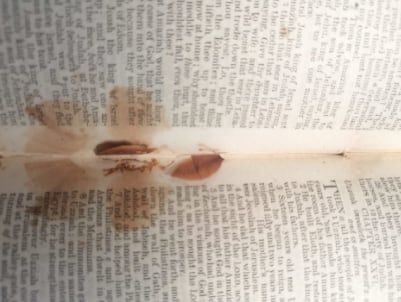 En otra página, los estambres secos aún se conservan casi intactos y el fantasma de lo que fueron sus pétalos quedó impreso en el papel