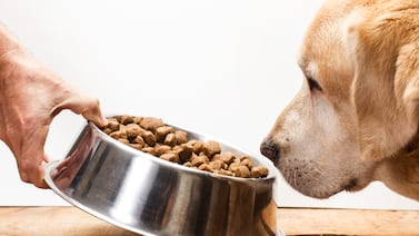 ¿Cuál es la mejor hora para darle de comer a un perro y cuánto debe comer, según su edad? Esto dicen veterinarios