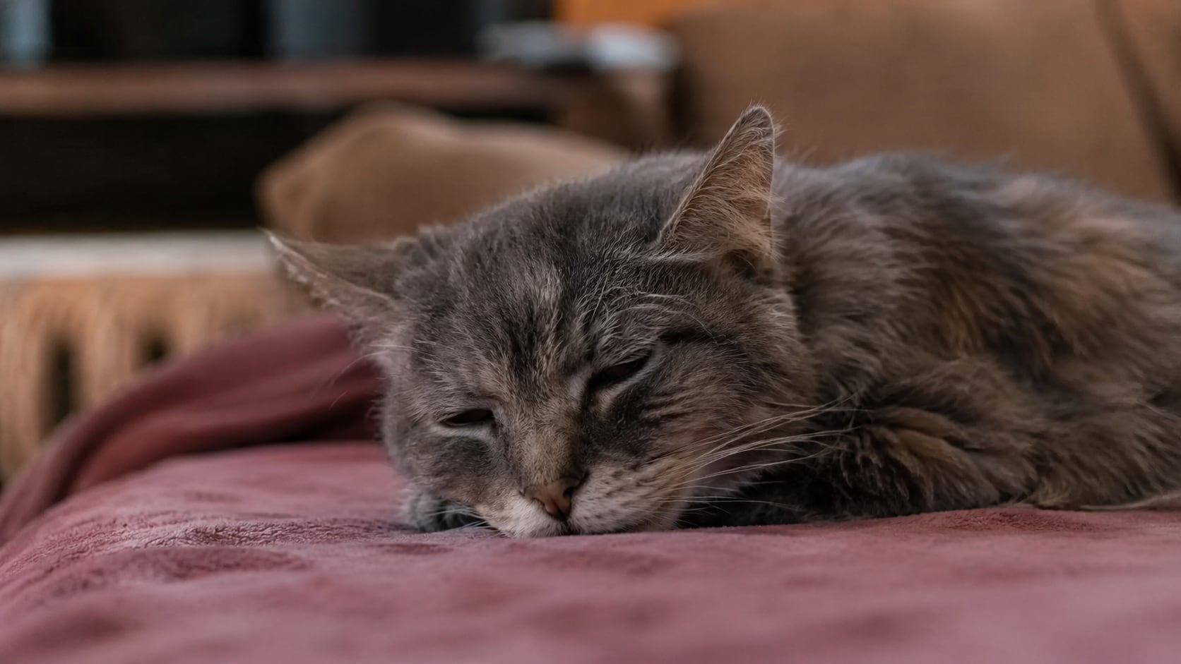 Expertos detallan los síntomas físicos y emocionales que suelen presentar los gatos cuando se acercan al final de su vida.