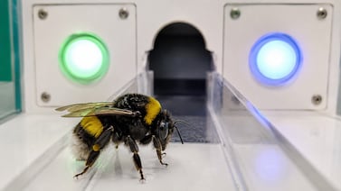 Científicos demuestran la inteligencia de las abejas enseñándoles a leer código Morse