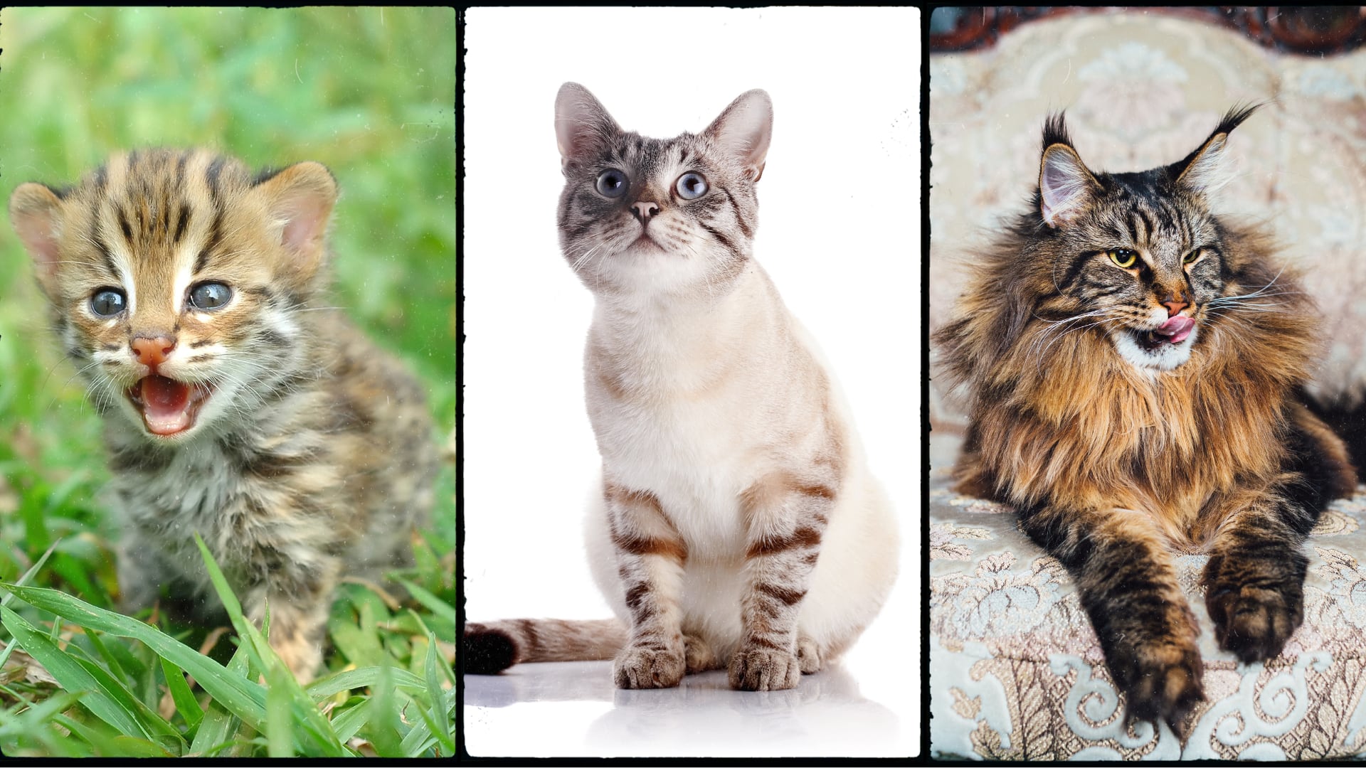 Adaptar los cuidados de su gato a cada etapa de su vida es esencial para garantizar su bienestar y salud.