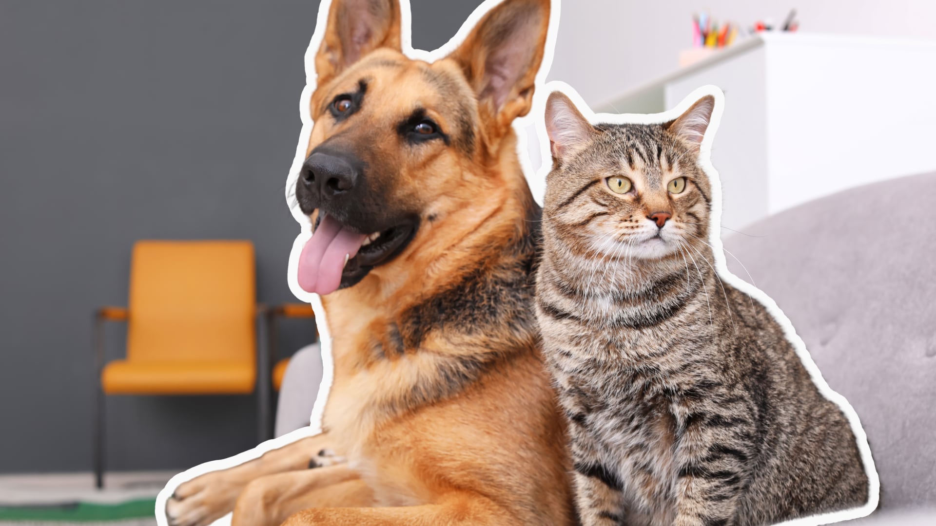 Aunque una mascota viva exclusivamente dentro de casa, las pulgas y garrapatas pueden llegar desde el entorno y encontrar un hospedador.