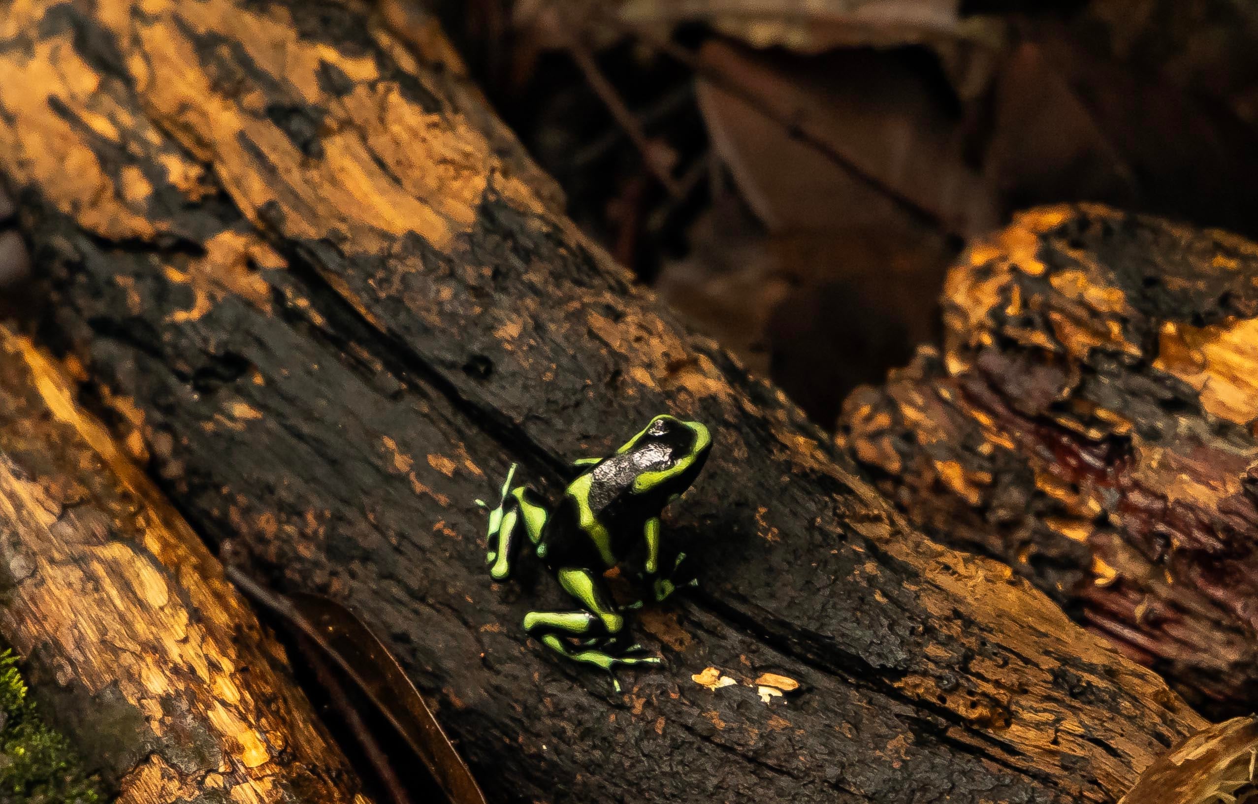 Parque Nacional Carara ( Río de Lagartos en lengua Híndigena Huetar ) Garabito de Puntarenas. Foto Alonso Tenorio