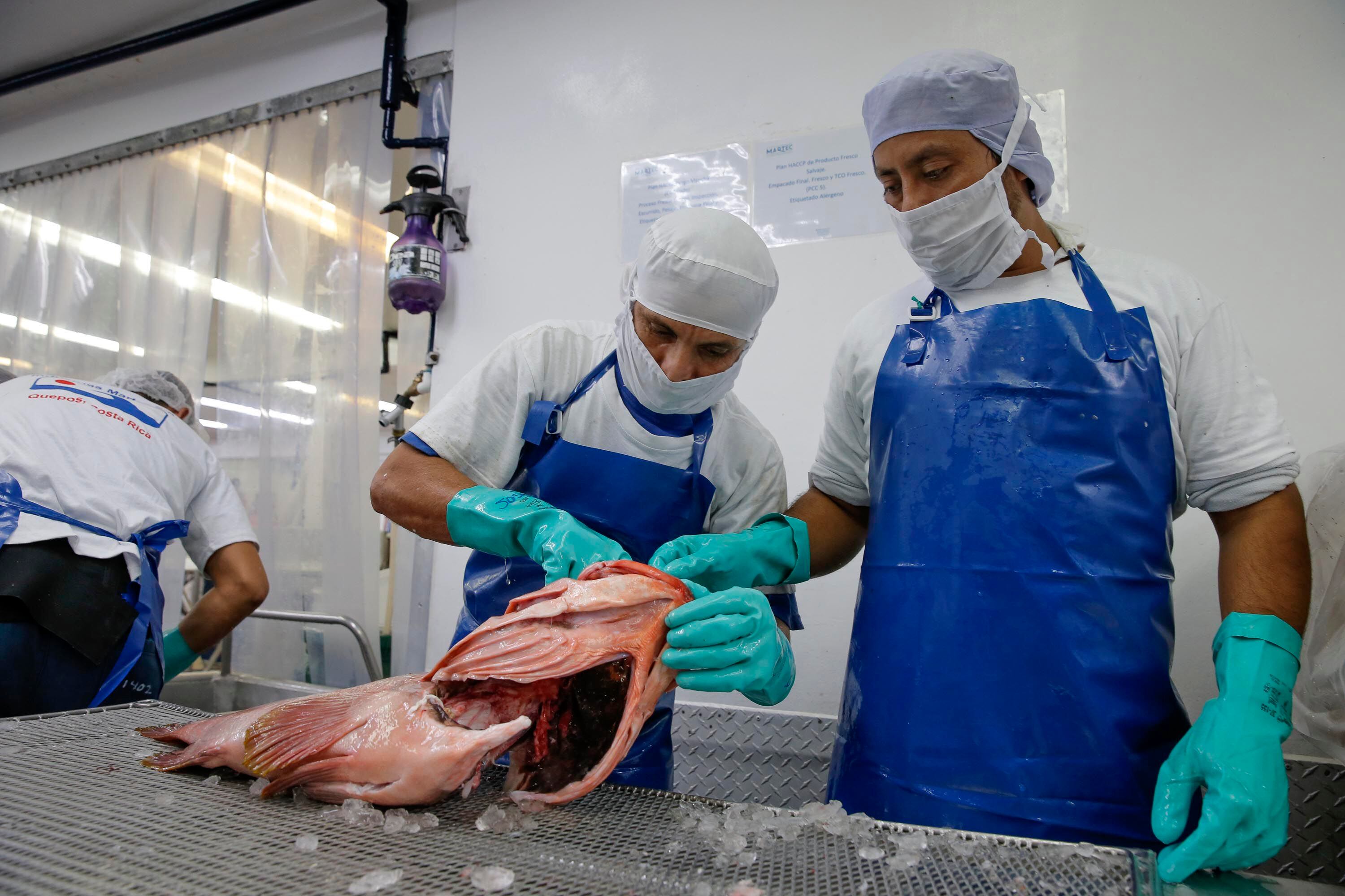 Dos trabajadores con delantales azules y guantes verdes manipulan un pescado en una mesa de procesamiento en una planta de Aqua Alimentos S.A., ubicada en Quepos, Costa Rica.