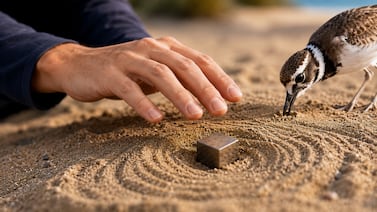 Los seres humanos tienen un ‘sétimo sentido’ similar al de las aves, sugiere un estudio