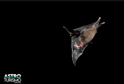 Categoría Naturaleza Nocturna: Murciélago nectario en vuelo durante la noche. Canon EOS R6, lente 100-500 f/ 4,5-7,1 L IS USM, trípode, disparador, y tres flashes. Tomada en Boca Tapada, 12/2/2025.