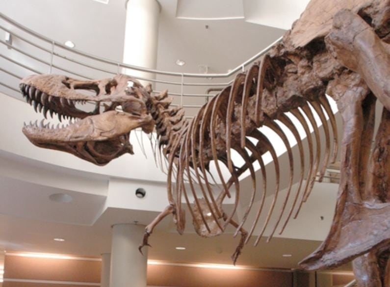 (Foto de ARCHIVO)
Un molde de tamaño natural de T. Rex en el atrio del Edificio de Ciencias de la Vida del Valle de UC Berkeley muestra cuán peculiarmente cortos eran los antebrazos del dinosaurio, dado que la criatura era el depredador más feroz de su época.
REMITIDA / HANDOUT por PEG SKORPINSKI
Fotografía remitida a medios de comunicación exclusivamente para ilustrar la noticia a la que hace referencia la imagen, y citando la procedencia de la imagen en la firma
01/4/2022